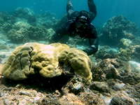Exploring a Hawai‘i Coral Reef with Michael Caban video clip