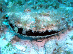 Black-lipped pearl oyster.