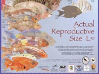 Fish Reproduction poster