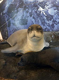A new monk seal exhibit featuring realistic life size models.