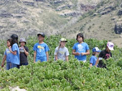 Fourth grade students restore native plant populations at Kaʻena Point.