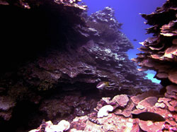 Coral colonies at Lisianski.