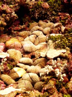 Mushroom coral.