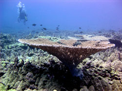 Huge table corals.