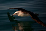 Laysan Albatross over water.