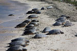 Green turtle populations are bouncing back on Midway Atoll.