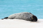 Endangered Hawaiian monk seal.