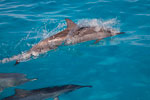 Spinner dolphins in the lagoon at Midway Atoll National Wildlife Refuge in Papahānaumokuākea Marine National Monument.