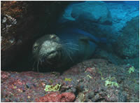 Endangered Hawaiian monk seal at Gardner Pinnacles