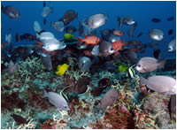 A great diversity of fish can be found at Pearl and Hermes Atoll.