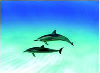 Spinner Dolphins rest in the lagoons of the Monument during the day and go outside the lagoon to hunt at night.