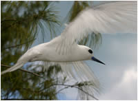 White Terns are common on Midway Atoll and frequently hover over visitor's heads. 