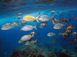 Sealife abounds on the pristine reefs in the Monument.