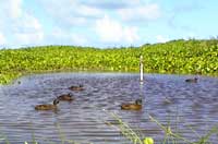 ducks on Laysan Island