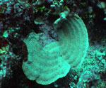 table coral