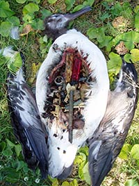 Laysan albatross chick full of plastic marine debris on Kure Atoll State Wildlife Refuge.