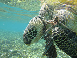 Derelict fishing gear, such as lines and rope, can entangle sea turtles, leading to fatal injuries. 