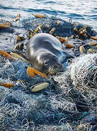 A Hawaiian monk seal hauls out on a mass of derelict fishing gear at Pearl and Hermes Atoll.
