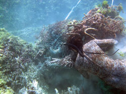 Abandoned fish nets and lines tangled on shallow coral reef.