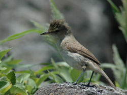 New hope for critically endangered Nihoa Millerbirds with their release on Laysan Island.