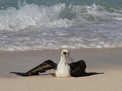 A young Laysan Albatross recovers from being caught in the spin-cycle of the waves.