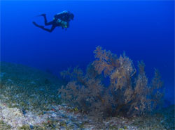 Technical diver surveying black coral populations.