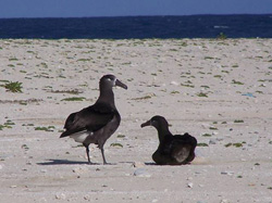 A pair of Black-footed Albatross recently arrived on Laysan.