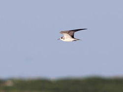 Black Tern - a rare visitor to the Northwestern Hawaiian Islands.