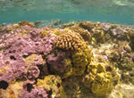 PMNM Coral Bleaching