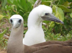 A male Brewster's Booby and his chick.