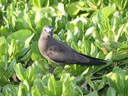 The brown noddy is one of the many seabird species nesting on Laysan.