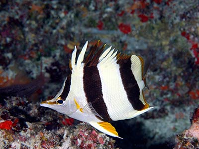 Pete Basabe's Butterflyfish (<em>Prognathodes basabei</em> Pyle and Kosaki 2016) at a depth of 180 feet off Pearl and Hermes Atoll, Northwestern Hawaiian Islands.