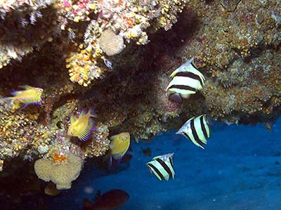Pete Basabe's Butterflyfish (<em>Prognathodes basabei</em> Pyle and Kosaki 2016) at a depth of 220 feet off Pearl and Hermes Atoll, Northwestern Hawaiian Islands.
