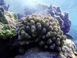 Cauliflower coral spawning, French Frigate Shoals. Photo: Mark Sullivan/USFWS