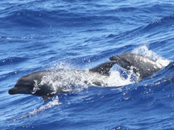 Bottlenose dolphins emerge from the swell approximately 30 km NE of French Frigate Shoals.