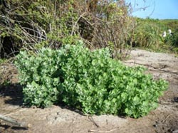 <em>Chenopodium oahuense</em> is planted in areas where the invasive <em>Pluchea indica</em> was removed.