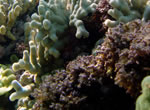 Coral Bleaching Watch