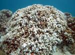 Coral Bleaching Report