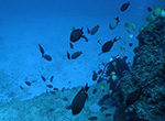 Video footage taken during dive surveys at depths of 200-250 feet in Papahānaumokuākea Marine National Monument.