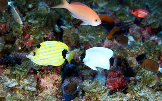 Deep reef at 200 ft. off Pearl and Hermes Atoll dominated by Hawaiian endemic reef fish species.