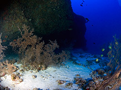Deep reef at 200 ft. off Pearl and Hermes Atoll.