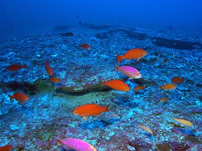A school of Elegant Anthias (<em>Caprodon unicolor</em>), one of the most common fishes at 320 feet, Kure Atoll.