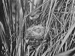 A rare portrait of the now extinct Laysan Millerbird and its nest in native bunchgrass.