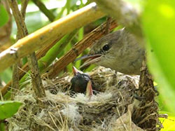 A female Millerbird looks on from her nest after feeding one of her chicks.
