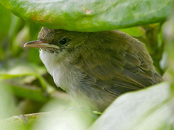 This ulūlu niau is the first Millerbird fledgling on Laysan in nearly 100 years.