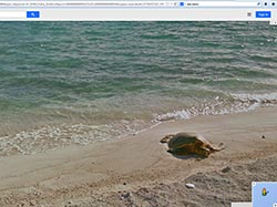 A green sea turtle comes ashore at Pearl and Hermes Atoll.