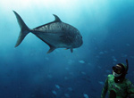 Kimi Werner greets a solitary ulua while diving in PMNM.