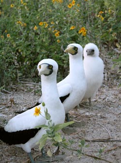 Masked booby family