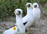 Masked booby family.