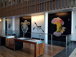 Displays in the main entrance foyer